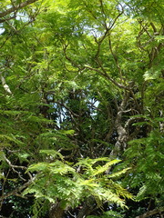Jacaranda mimosifolia