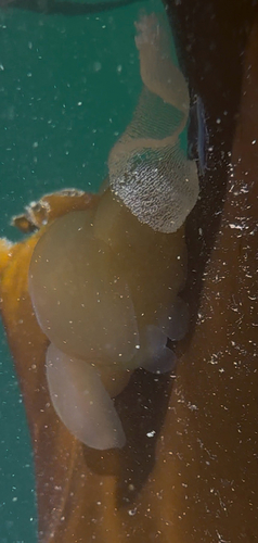 Hooded Nudibranch