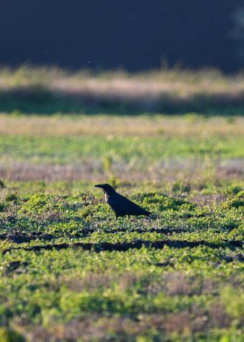Common Raven