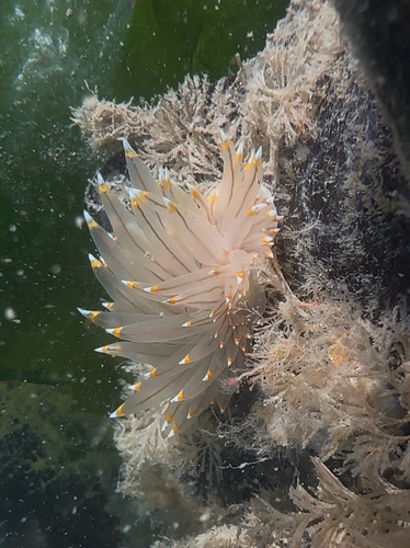 White-and-orange-tipped Nudibranch