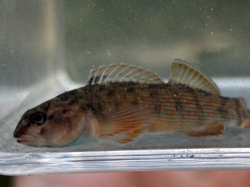 Bluebreast Darter