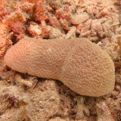 Polyphyllia talpina observed 2026-09-20