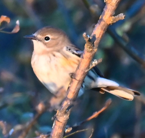 Yellow-rumped Warbler