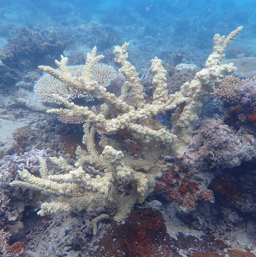 Acropora florida observed 2026-09-20