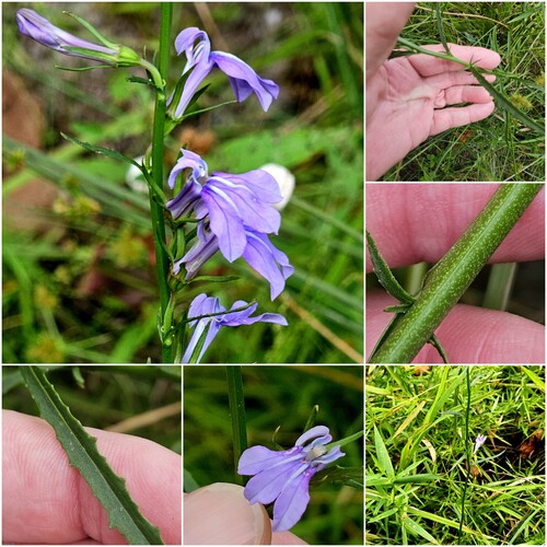 streamhead lobelia