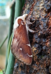 Lepidoptera