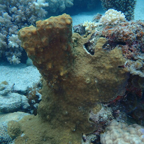 Favites observed 2026-09-20