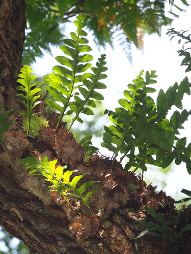 Drynaria roosii, photograph 1