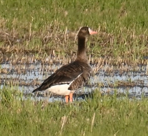 Greater White-fronted Goose