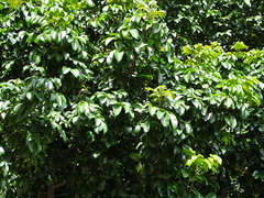 Magnoliopsida