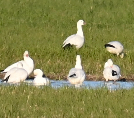 Snow Goose