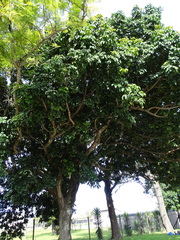 Magnoliopsida