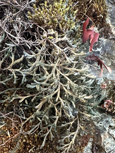 Selaginella wallacei, photograph 1
