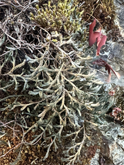 Selaginella wallacei, photograph (c) Corvi Zeman, some rights reserved (CC BY)