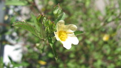 Sida rhombifolia, photograph (c) zebedeugalinha, some rights reserved (CC BY)