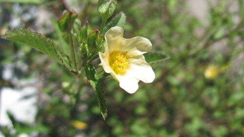 Sida rhombifolia, photograph 4