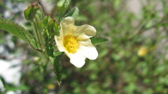 (c) zebedeugalinha, some rights reserved (CC BY) Sida rhombifolia, photograph (c) zebedeugalinha, some rights reserved (CC BY)