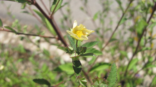Sida rhombifolia, photograph 3