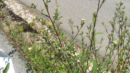 Sida rhombifolia, photograph 2