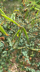 Acacia pulchella