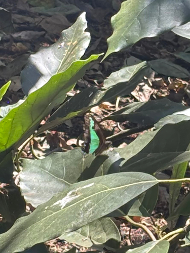 Wallacea Bluebottle