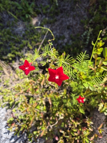 Cypress Vine