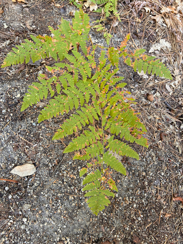 iNaturalist observation photo of common bracken