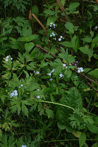Myosotis scorpioides, photograph 6