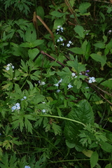 Myosotis scorpioides, photograph (c) Oleg Kosterin, some rights reserved (CC BY)
