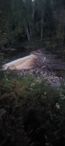 American Beaver