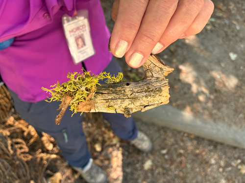 iNaturalist observation photo of Brown-eyed Wolf Lichen