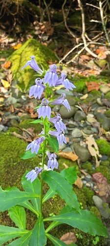 great blue lobelia