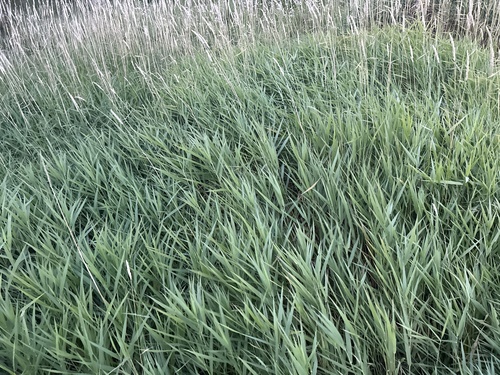 reed canary grass