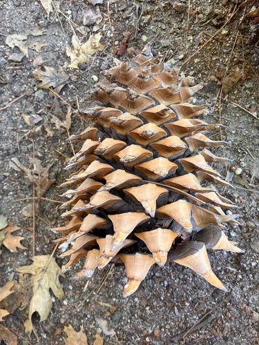 iNaturalist observation photo of Coulter pine