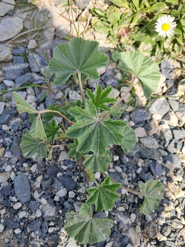Malva parviflora, photograph 5
