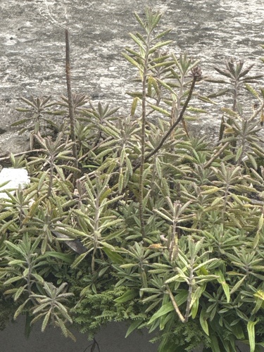 Alligator plant