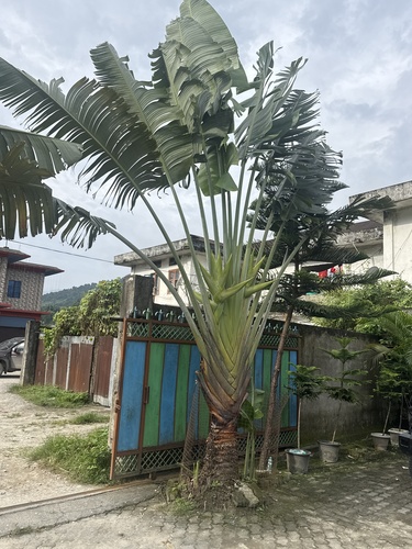 Traveller's Palm