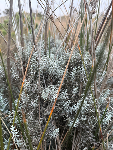 Lucilia acutifolia