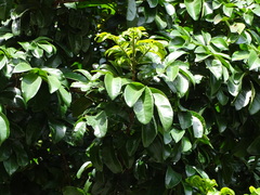 Magnoliopsida
