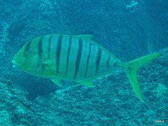 Gnathanodon speciosus