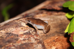 Gastrophryne elegans