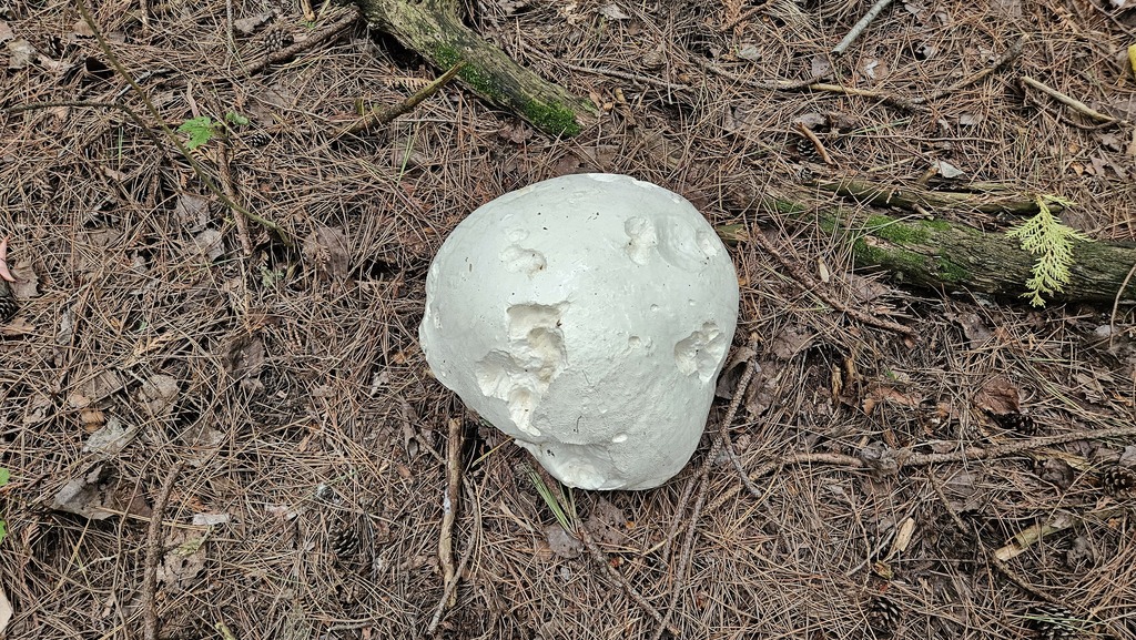 giant puffball · September 2026 · photo: Photo: (c) Robert Stegmann, some rights reserved (CC BY) · iNaturalist