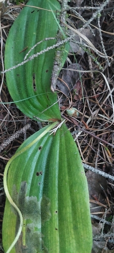 pink lady's slipper