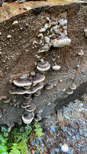 Ochre-banded Conk