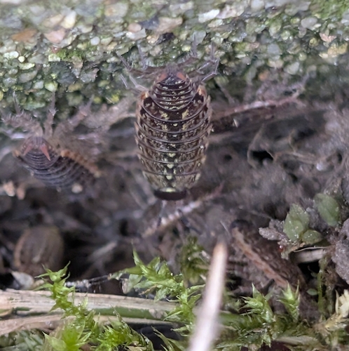 Common Striped Woodlouse