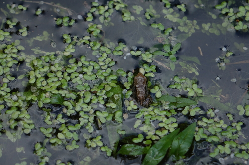 Lemna turionifera, photograph 2