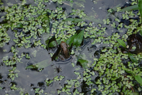 Lemna turionifera