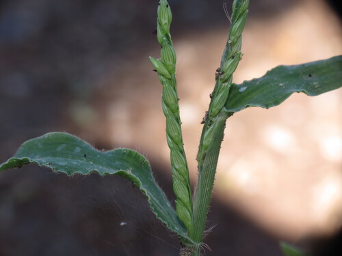 Urochloa panicoides observed 2026-09-19