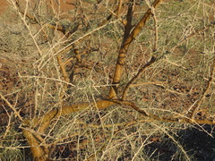 Parkinsonia africana image