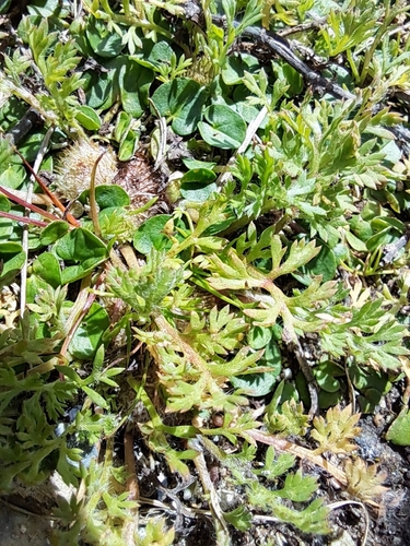 Soliva anthemifolia, photograph 1